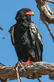 Bateleur Eagle Drucke: Close up portrait of a bateleur eagle
