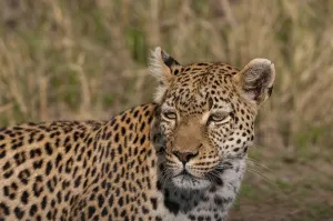 Panthera Pardus Images Drucke: Close up portrait of a leopard