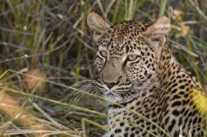 Panthera Pardus Image Drucke: Close up portrait of a leopard