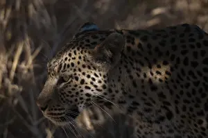 Nahes Portrait eines Leoparden.