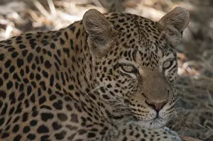 Panthera Pardus Photo Drucke: Close up portrait of a leopard