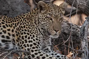 Predator Animal Photography Drucke: Close up portrait of a leopard