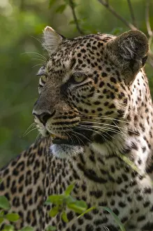 Kenya Safari Animals Drucke: Close up portrait of a leopard