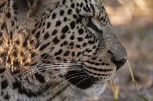 African Leopard Photos Drucke: Close up portrait of a leopard