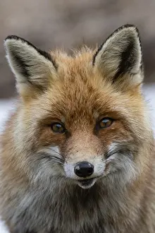 Red Fox Portrait Drucke: Close up portrait of a red fox