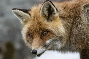 Animal Head Photography Drucke: Close up portrait of a red fox