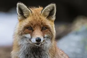 Vertebrate Animal Photos Drucke: Close up portrait of a red fox