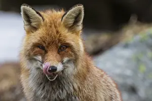 Red Fox Portrait Drucke: Close up portrait of a red fox