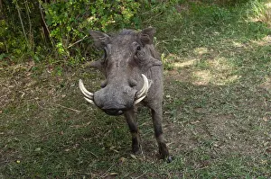 African Warthog Drucke: A close up portrait of a warthog