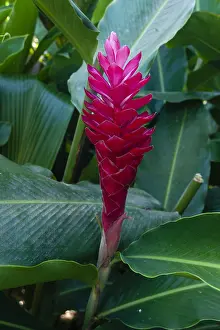 Seychelles Nature Photography Drucke: Close up of a red ginger flower
