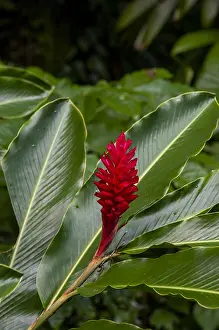 Atlantic Ocean Landscapes Drucke: A close up of a red ginger flower