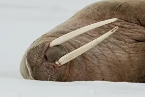 Arctic Polar Region Drucke: Close view of an Atlantic walrus