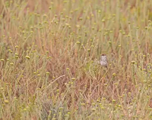 Bilder Datiert 8. November 2016: Wolken-Cisticola, Cisticola textrix