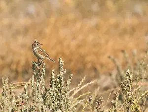 Bilder Datiert 9. November 2016: Wolken-Cisticola, Cisticola textrix