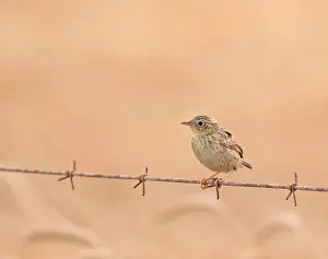 Bilder Datiert 8. November 2016: Wolken-Cisticola, Cisticola textrix