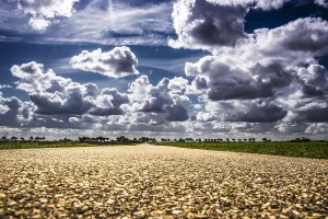 Cloudy Skies Netherlands Drucke: Cloudy skies over Dutch fields