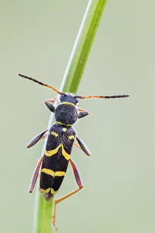 Longhorned Beetle Species Drucke: Clytus lama