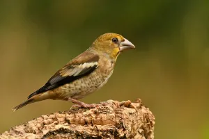 Dutch Bird Photography Drucke: Coccothraustes coccothraustes