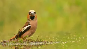 Bilder Datiert 10. Juli 2020: Koktschubelkehlchen