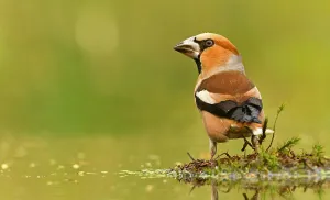 Bilder Datiert 10. Juli 2020: Koktschubelkehlchen