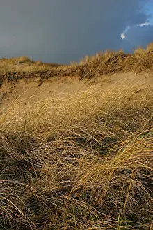 Netherlands Landscape Drucke: Coepelduynen