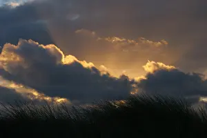 Netherlands Landscape Drucke: Coepelduynen