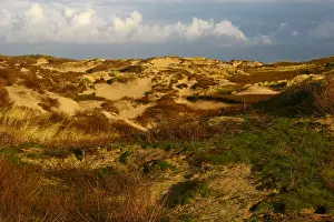 Dune Landscape Netherlands Drucke: Coepelduynen