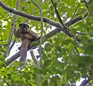 Tropical Forest Wildlife Drucke: Collared brown lemur, Eulemur collaris