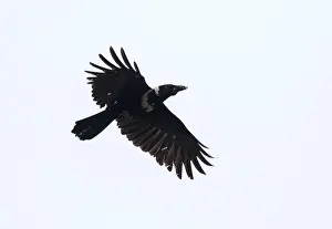 Bilder vom 6. Mai 2015: Kronenkrahen, Corvus torquatus