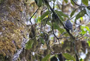 Himalayan Wildlife Drucke: Collared Owlet, Glaucidium brodiei
