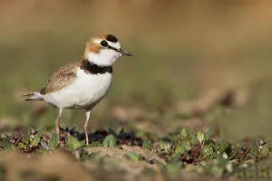 South American Birdlife Drucke: Collared Plover, Anarhynchus collaris