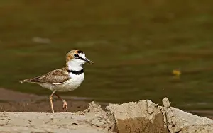 Wading Bird In Nature Drucke: Collared Plover, Charadrius collaris