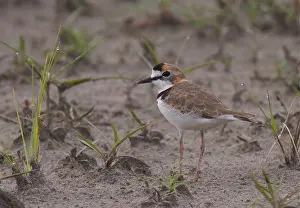 Gerahmter Druck : Kragenstrandläufer, Charadrius collaris Gerahmter Druck : Kragenstrandläufer, Charadrius collaris