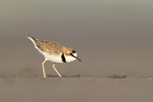 Amazon River Wildlife Drucke: Collared Plover, Charadrius collaris