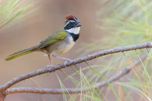Tropical Bird Images Drucke: Collared Towhee (Pipilo ocai)