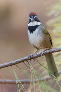 Tropical Forest Wildlife Drucke: Collared Towhee (Pipilo ocai)