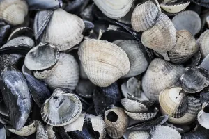 European Marine Life Drucke: collection of shells