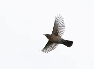 Common Blackbird Female Drucke: Common Blackbird;Turdus merula