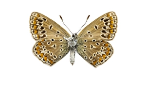European Common Blue Butterfly Drucke: Common Blue, Polyommatus icarus