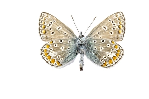 European Common Blue Butterfly Drucke: Common Blue, Polyommatus icarus