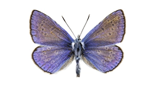 Butterfly Conservation Images Drucke: Common Blue, Polyommatus icarus