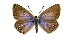 European Common Blue Butterfly Drucke: Common Blue, Polyommatus icarus