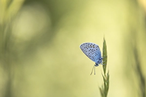 European Common Blue Butterfly Drucke: Common Blue, Polyommatus icarus