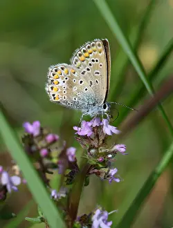 Polyommatus Icarus Species Drucke: Common Blue Polyommatus icarus