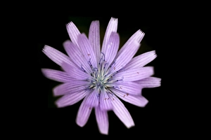 Alpine Nature Photography Drucke: Common blue-sow-thistle, Cicerbita alpine
