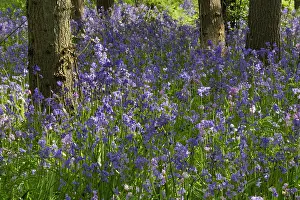 Common Bluebell Drucke: Common bluebell
