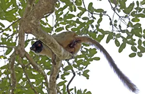 Common Brown Lemur Drucke: Common brown lemur, Eulemur fulvus