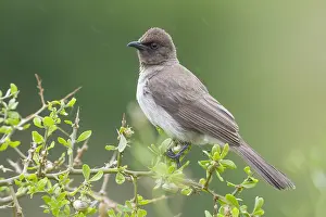African Wildlife Animals Drucke: Common Bulbul