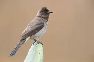 Passeriformes Species Drucke: Common Bulbul