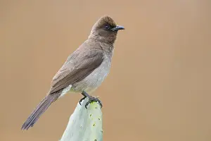 Africa Bird Species Drucke: Common Bulbul